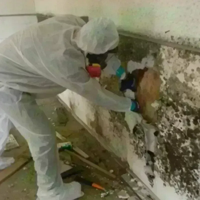 Mold Remediation and Removal in Marshall, MN